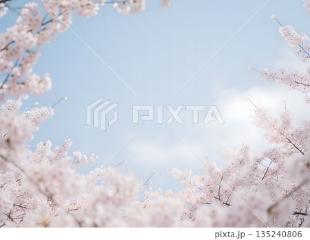 桜の花と青空の美しい風景 135240806