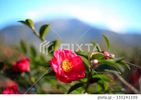 山茶花と山々 135241109