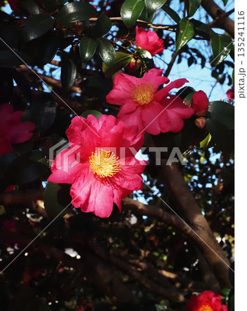 木漏れ日を浴びたサザンカの花(河ノ瀬公園の赤い山茶花) 木漏れ日を浴びたサザンカの花(河ノ瀬公園の赤い山茶花) 135241116