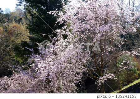 山間に咲く枝垂れ桜 【相模原市津久井 4月】 山間に咲く枝垂れ桜 【相模原市津久井 4月】 135241155