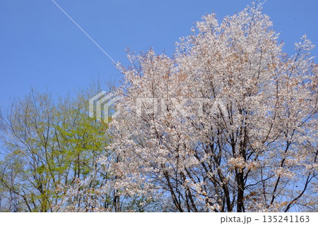 青空に映える山桜と芽吹きの木立　【相模原市津久井　4月】 135241163