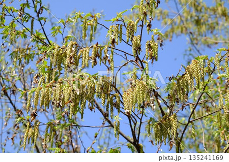 イヌシデの花穂　【相模原市津久井　4月】 135241169