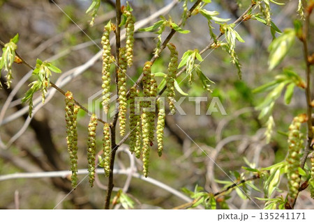 イヌシデの花穂 【相模原市津久井 4月】 イヌシデの花穂 【相模原市津久井 4月】 135241171