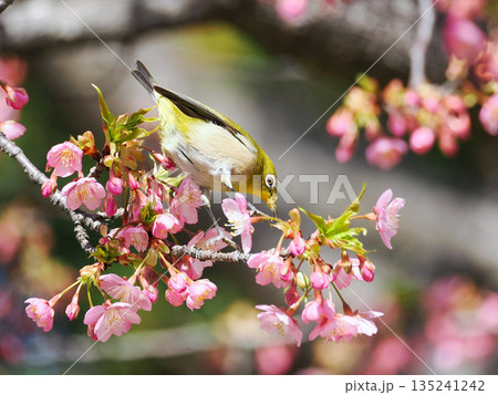 河津桜に来たメジロ 河津桜に来たメジロ 135241242