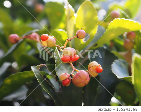 割れ始めたマサキの実（オレンジ色の柾の種子のクローズアップ） 135241368