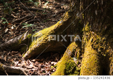 両神山登山、埼玉県 135241436