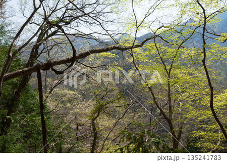 両神山登山、埼玉県 135241783