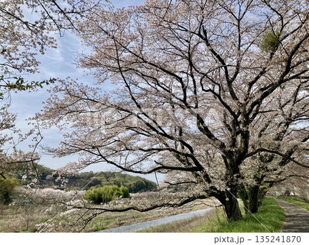 春の土手沿いの桜並木 春の土手沿いの桜並木 135241870