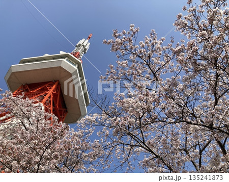 春の青空に映える桜とタワー 135241873