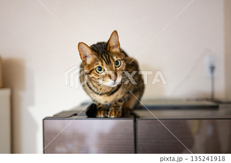 見つめる猫（ベンガルキャット） 135241918