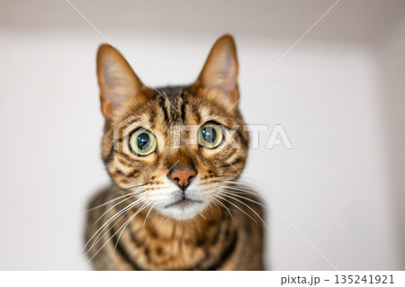 見つめる猫（ベンガルキャット） 135241921
