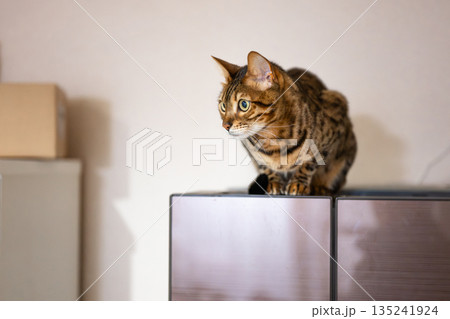見つめる猫（ベンガルキャット） 135241924