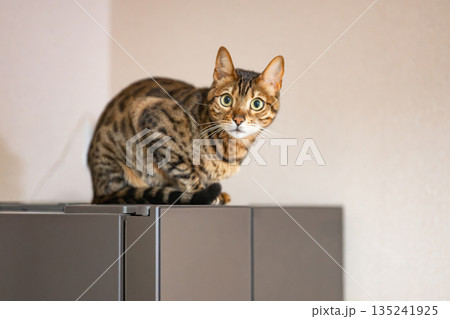 見つめる猫（ベンガルキャット） 135241925
