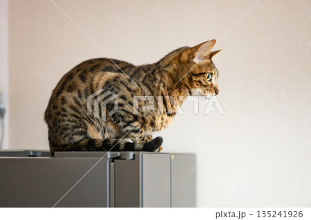 見つめる猫（ベンガルキャット） 135241926