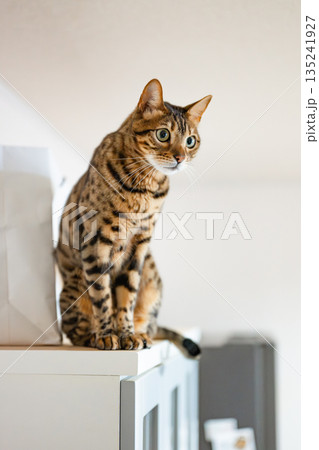 見つめる猫（ベンガルキャット） 135241927