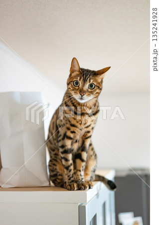 見つめる猫（ベンガルキャット） 135241928