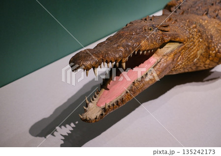 アメリカワニの頭部を横からアップで撮影 135242173