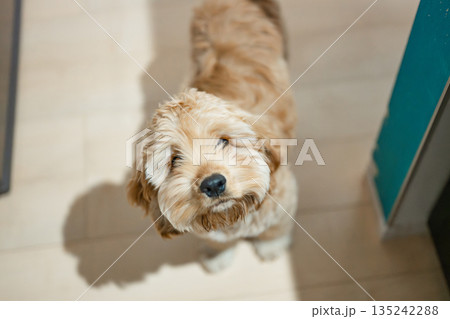 無邪気な犬(アメリカンコッカースパニエル) 無邪気な犬(アメリカンコッカースパニエル) 135242288