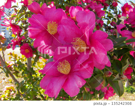 青空の下で咲くピンク色の花のある風景 青空の下で咲くピンク色の花のある風景 135242308