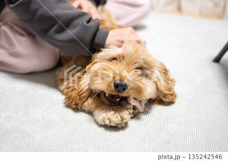 撫でられる犬（アメリカンコッカースパニエル） 135242546