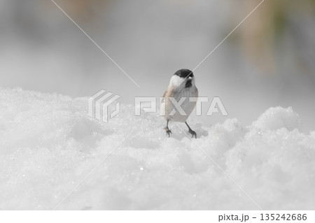 雪の中のハシブトガラ 雪の中のハシブトガラ 135242686