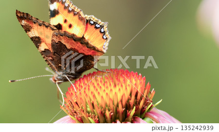 Vanessa cardui butterfly and bee sit on the echinacea flower. Pollination of a flower close-up. Natural swaying in the wind. Vanessa cardui butterfly and bee sit on the echinacea flower. Pollination of a flower close-up. Natural swaying in the wind. 135242939