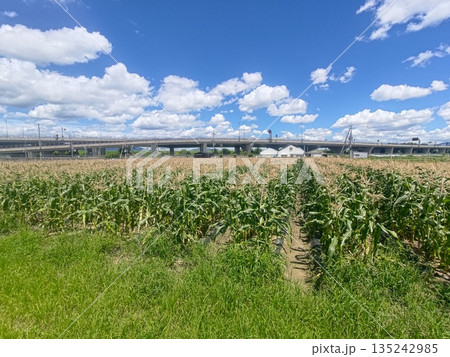 都市のそばに広がる緑の畑 都市のそばに広がる緑の畑 135242985