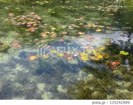 水と緑が織りなす自然の調べ 水と緑が織りなす自然の調べ 135242999