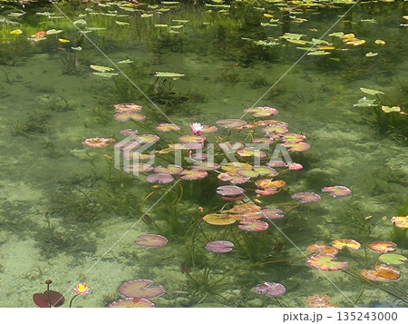 睡蓮が彩る透明な水辺 135243000