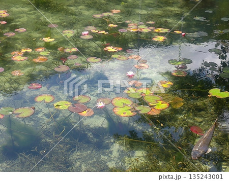 睡蓮が彩る透明な水辺 135243001