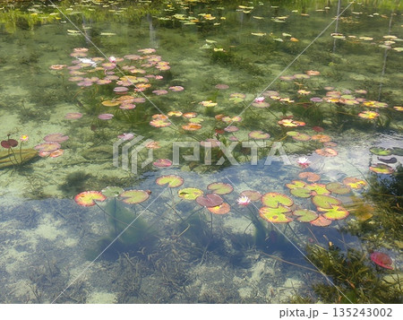 睡蓮が彩る透明な水辺 135243002