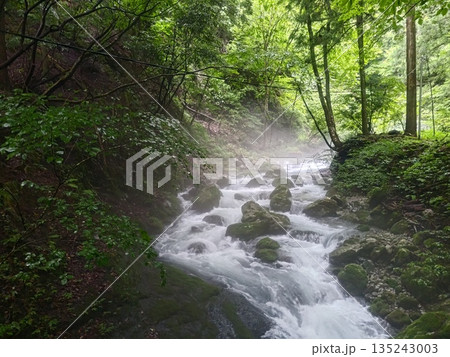 霧と流れが奏でる森の調べ 135243003