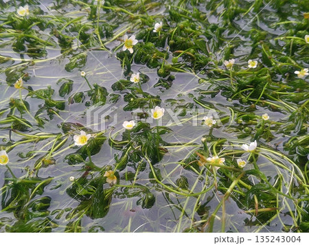 水草と花が織りなす静かな世界 水草と花が織りなす静かな世界 135243004
