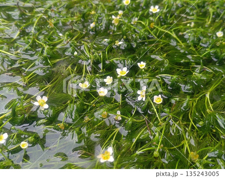 透明な水に揺れる水辺の花々 135243005