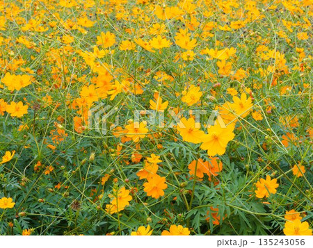 色彩が踊る季節の花風景 色彩が踊る季節の花風景 135243056
