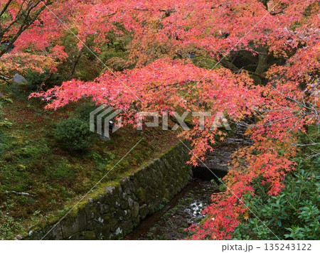 紅葉の枝が覆う静寂の流れ 紅葉の枝が覆う静寂の流れ 135243122