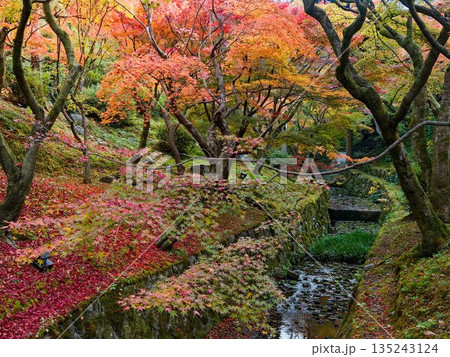 秋色に染まる苔と石の風景 秋色に染まる苔と石の風景 135243124