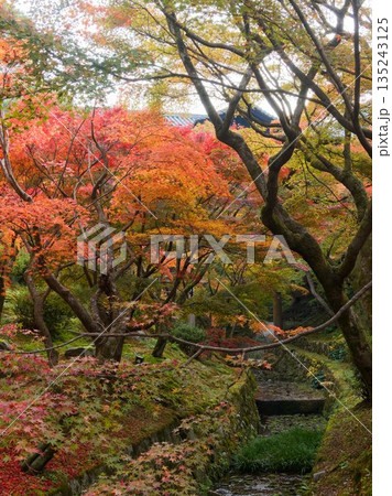 紅葉の森に流れる静かな水路 紅葉の森に流れる静かな水路 135243125