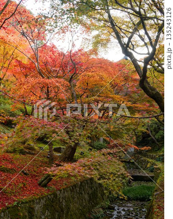 紅葉の森に流れる静かな水路 紅葉の森に流れる静かな水路 135243126