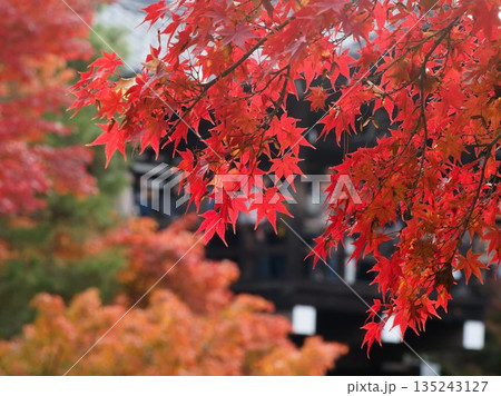 紅葉越しに見える人々と静寂の空間 135243127