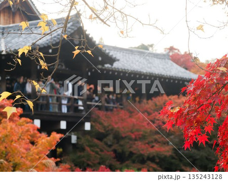 東福寺の秋、彩りと賑わいの参道 東福寺の秋、彩りと賑わいの参道 135243128