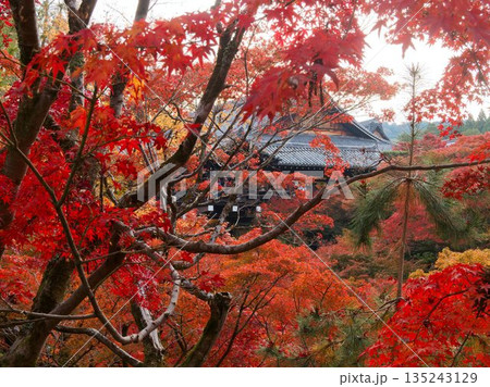 紅葉に包まれた通天橋と寺院の秋景 紅葉に包まれた通天橋と寺院の秋景 135243129