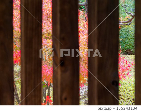 格子越しに広がる紅葉の庭 格子越しに広がる紅葉の庭 135243134