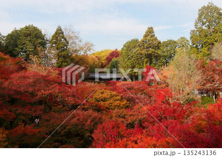 通天橋から望む紅葉の海 135243136