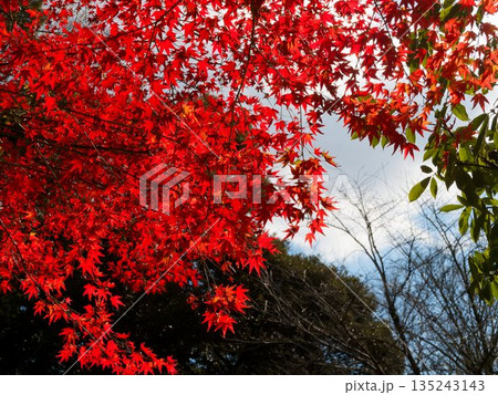紅葉の天蓋が広がる秋空 135243143