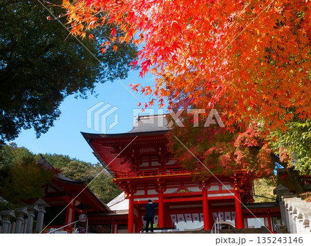 紅葉に包まれた近江神宮の社殿 紅葉に包まれた近江神宮の社殿 135243146