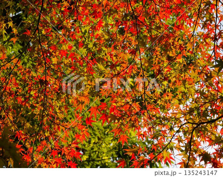 紅葉が織りなす色彩のグラデーション 135243147