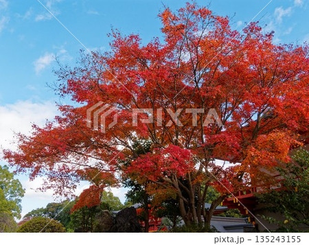 紅葉が包む秋空と社の風景 135243155