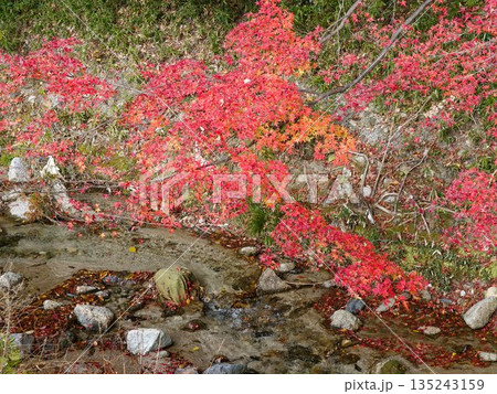 紅葉に包まれた静かな小川 135243159