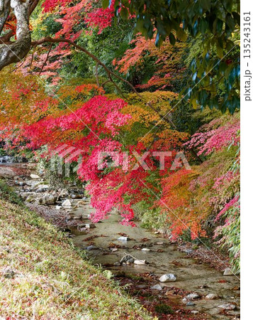 岩と落ち葉が描く秋の流れ 135243161